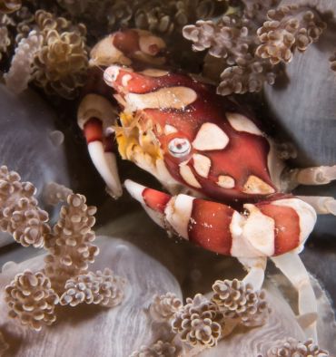 Image illustration - crabe arlequin