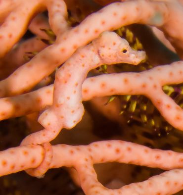 Image gagnante LYDLE 2018 (3)