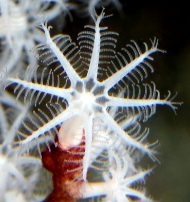 Image illustrative - octocoralliaire