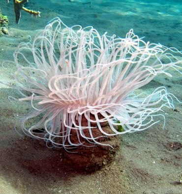 Image illustrative - cérianthe