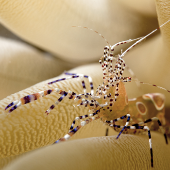 image listing à la découverte de l'environnement et la biologie subaquatiques