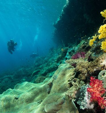 Plongeurs et tombant