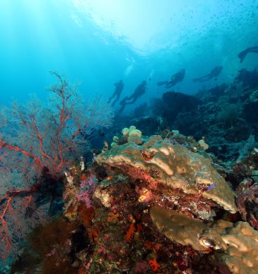 paysage avec plongeurs