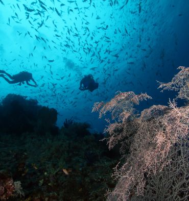 Plongeurs et gorgones