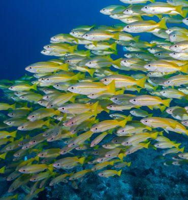 Image illustrative bio : banc