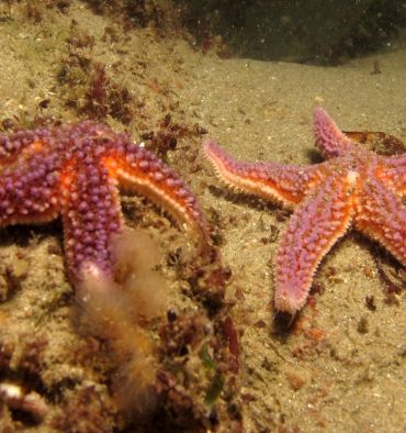 Deux étoiles de mer