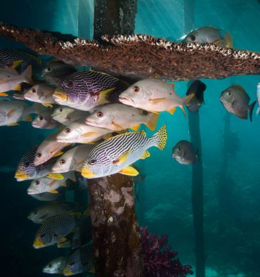Gatherins sous une table de madréporaires sur pile de ponton