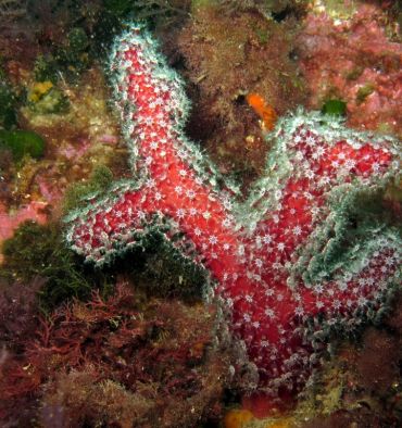 Alcyon Méditerranée