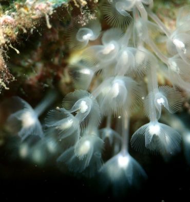 Phoronidiens Bretagne