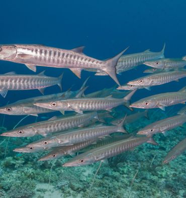 Barracudas par l'avant