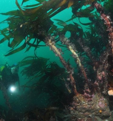 Grandes algues Bretagne