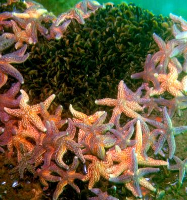 Ensemble d'étoiles de mer Bretagne