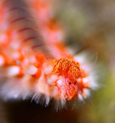 Sébastien Ameeuw - Médaille de bronze championnat du monde 2021